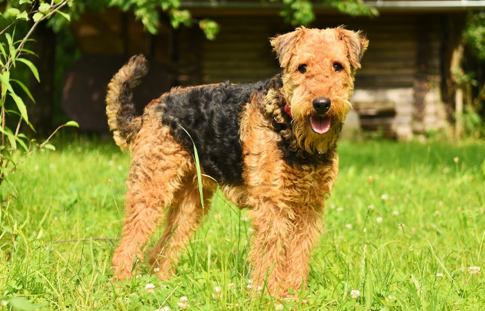 Airedale Terrier dog information